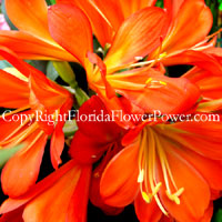 kaffir-lily-orange canvas print pictures photography art