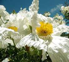 3-White-Poppy canvas print pictures photography art