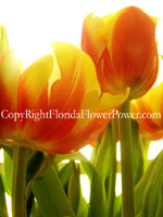 tulips-red-yellow canvas print pictures photography art