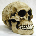 Homo Sapiens Skull Replica