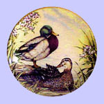 Ducks for all Seasons - Robin N Rodgers