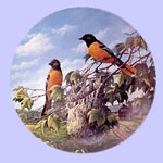 Birds of The Season - Sam Timm
