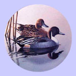 Federal Duck Stamps - Phil Scholer