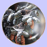 Winter Gems - Rosemary Millette