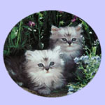 Cuddly Kittens - Nancy Matthews