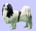 Japanese Chin Dog