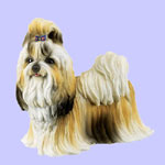 Shih Tzu Dog