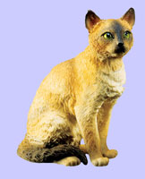 Burmese Cat