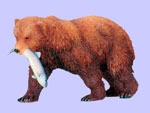 Grizzly Bear w/ Salmon
