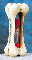 Bone Sand Timer