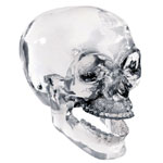 Clear Crystal Skull w/ Movable Jaw
