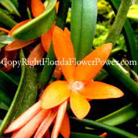 Orchid-Orange canvas print pictures photography art