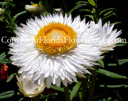 Strawflower-White-Xerochrysum-Bracteatum canvas print pictures photography art