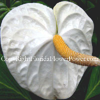 Anthurium-White Araceae canvas print pictures photography art