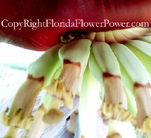 Musaceae Banana-Flower-Frog canvas print pictures photography art