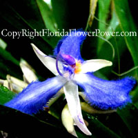 Rare Blue Flower Unknown canvas print pictures photography art