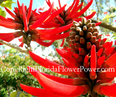 Coral Trees Erythrina flabelliformis canvas print pictures photography art