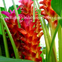 Curcuma Gingerstar Red Torch Thai canvas print pictures photography art
