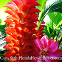 Curcuma Gingerstar Red Torch Thai canvas print pictures photography art