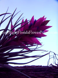 Epiphyte-Pink canvas print pictures photography art