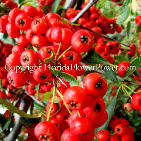 firethorn pyracantha canvas print pictures photography art