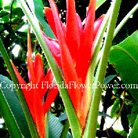 heliconia-red canvas print pictures photography art