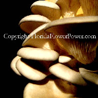 oyster-mushrooms canvas print pictures photography art