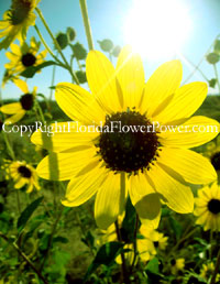 sunflower canvas print pictures photography art