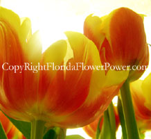 tulips-red-yellow-tulips-red-yellow photography art