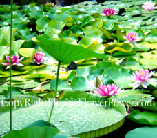 Water-Lily-Pink canvas print pictures photography artphotography art