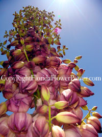 Yucca-Flower-Purple canvas print pictures photography art