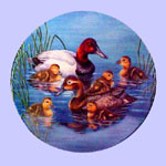 Nature's Nursery Ducks - J oeThornbrugh