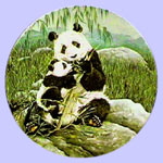 The Secret Wold of The Panda - Joyce Bridgett