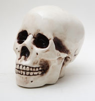 Ceramic Skull Bank