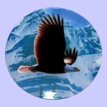 Majestic Birds of North America - Daniel Smith