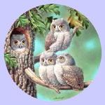 Baby Owls of North America - Joe Thornbrugh - Peek A Whoo:  Screech Owls