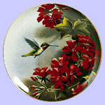 Hummingbird in Granium - Susan Bourdet