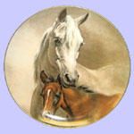 The Horses of Fred Stone - Arabian Mare and Foal