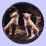First Song Wolf Plate - Jim Brandenburg