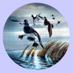 Lynn Kaatz - Classic waterfowl: Ducks - Bluebills Coming In