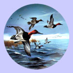 Lynn Kaatz - Classic waterfowl: Ducks - The Canvasbacks Breaking Away