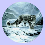 Fleeting Encounter-The Worlds Most Magnificent Cats - Charles Frace - Snow Leopard