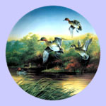 Lynn Kaatz - Classic waterfowl: Ducks - Green-Wings At The Morning Marsh