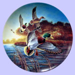 Lynn Kaatz - Classic waterfowl: Ducks - Mallards At Sunrise