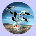 Lynn Kaatz - Classic waterfowl: Ducks - Against November Skies - Snow Geese
