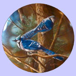 Birds of Your Garden - Kevin Daniel