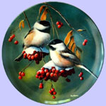 Birds of Your Garden - Kevin Daniel