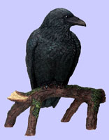 North American Raven