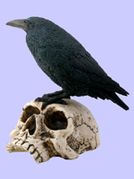 Raven On Skull