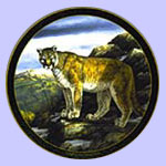 small and big cats plates